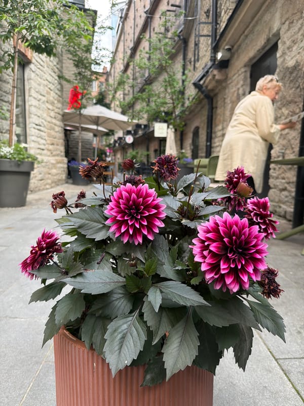 Morning walkthrough of Tallinn's old town and Rotermann Quarter