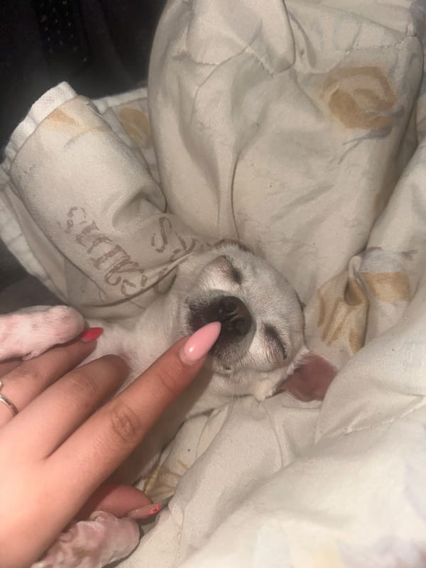 Tender moment between owner and sleeping Chihuahua in Bulgaria