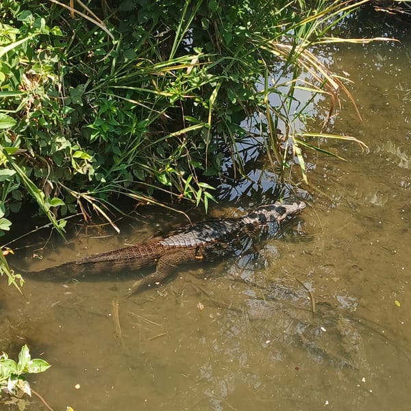 Caiman spotted in Venezuelan waterways near rural roads
