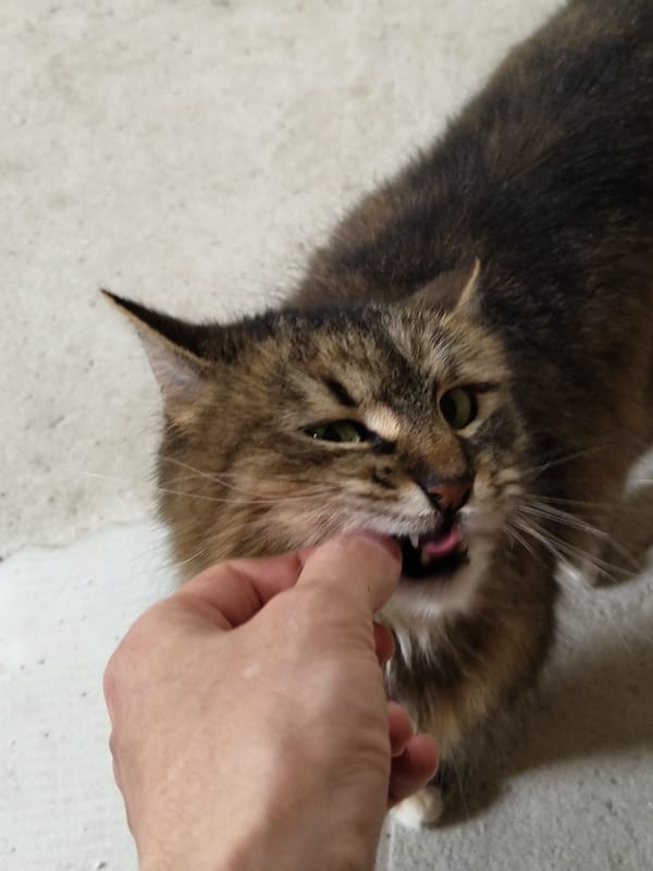 Cats observed being fed and resting in morning hours