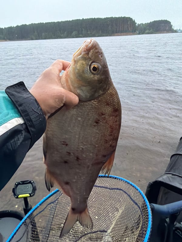 Fresh catch weighed and held up on the water in Chaikovsky