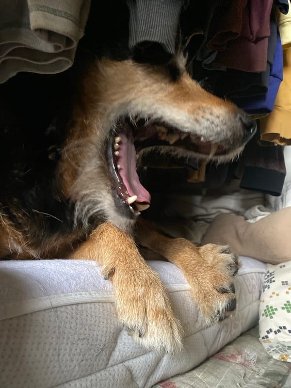 Dog rests and yawns on bed in Moscow