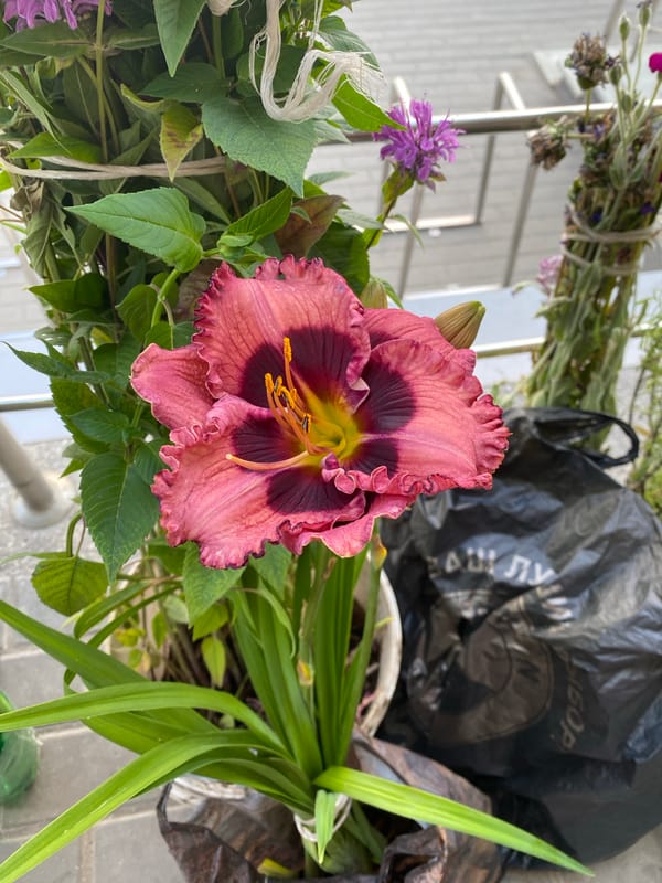 Flowers and food shopping in Novaya Usman'