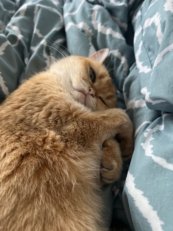 Cat rests on patterned bedding in Montenegro morning