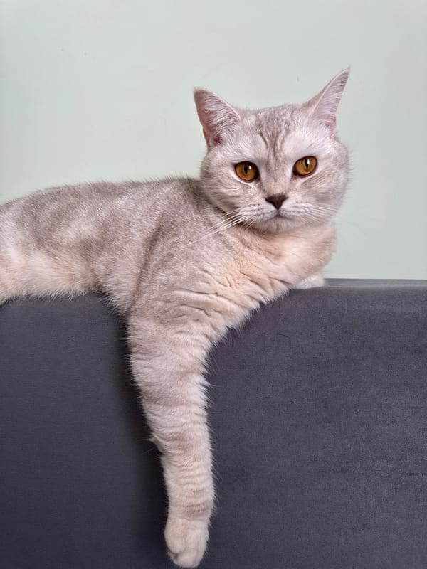 Tabby cat photographed on furniture in Sarapul, Russia