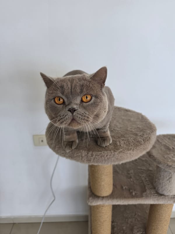 Quiet moments captured in Bat Yam: indoor cat, coastal views