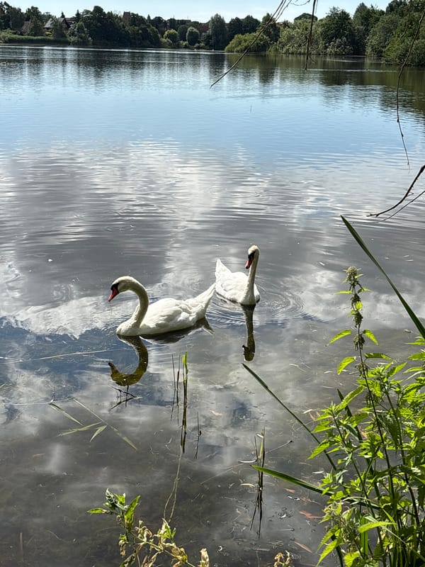 Swans, ducks, and wild berries at a Copenhagen lakeside
