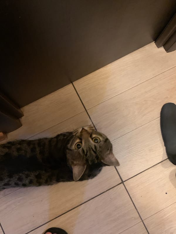 Tabby cat photographed indoors in Stavropol, Russia