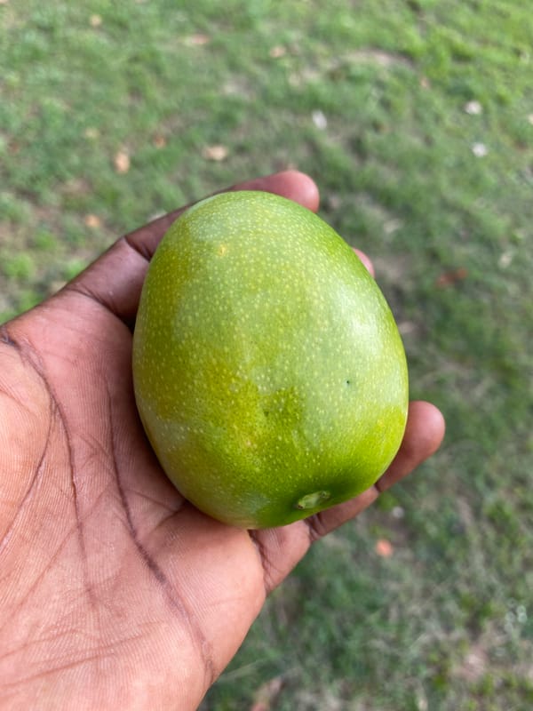 Fruit examination, landscapes, and billiards captured in Nigeria