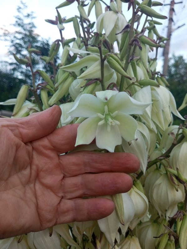 Summer evening stroll through a flowering rural Ukrainian village