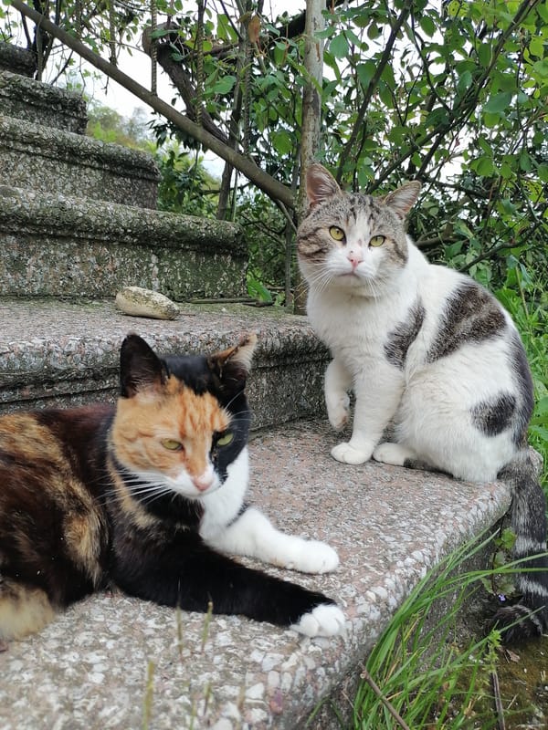 Two cats rest on stone stairs in Tsukwara, Abkhazia