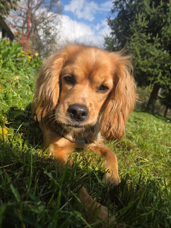 Golden Cocker Spaniel enjoys afternoon playtime in Bulgarian countryside