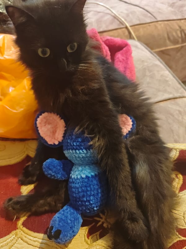 Black cat observed lounging on couch in Al Hadaba