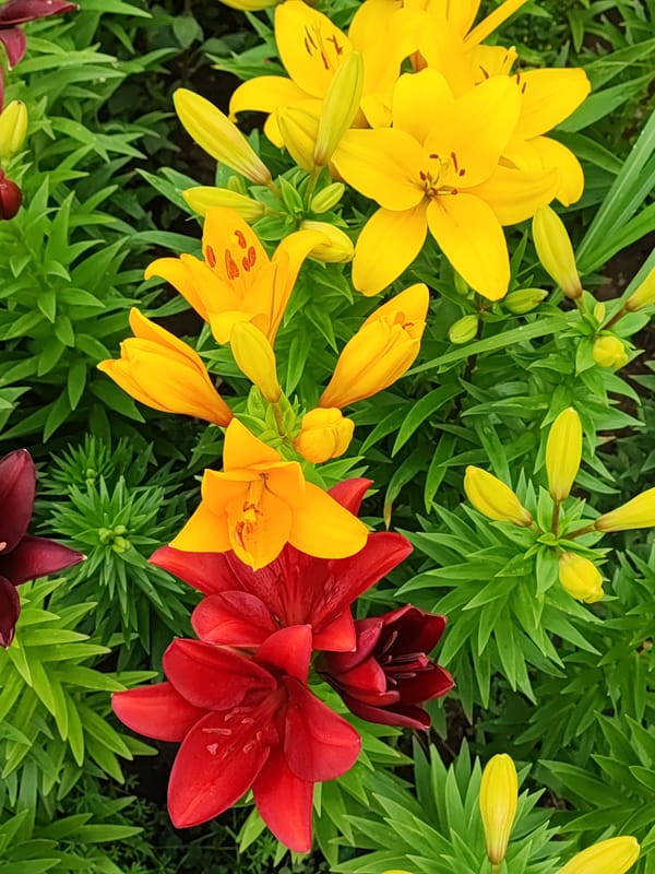 Yellow and burgundy lilies blooming in Nový Jičín