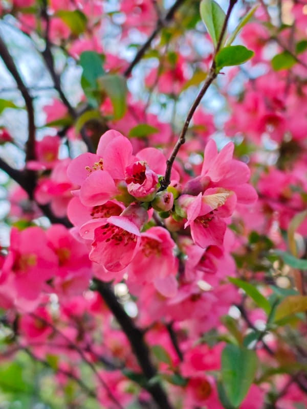 Pink flowers bloom in Pyatigorsk, Russia spring afternoon