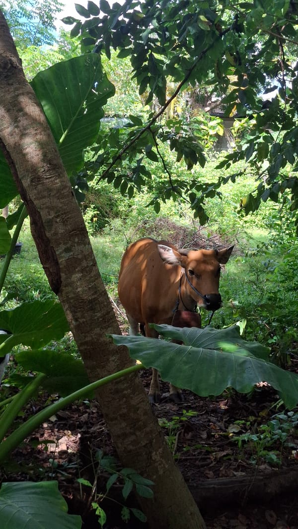 Brown cow with bridle spotted in lush Kuta Selatan