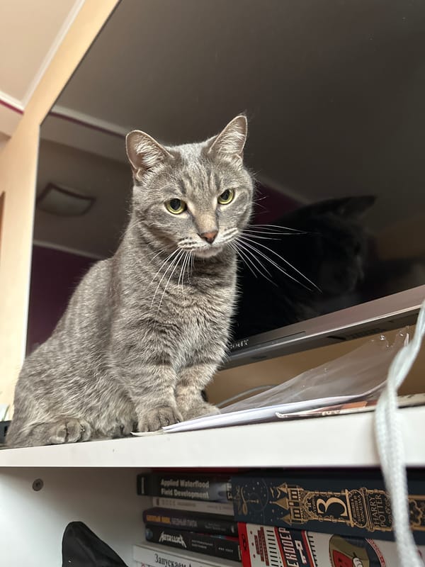 Gray tabby cat spotted multiple times in Krasnoyarsk apartment