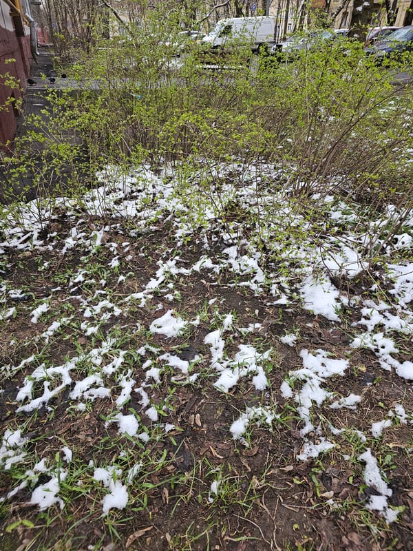Spring emergence observed in Moscow with crocuses, melting snow