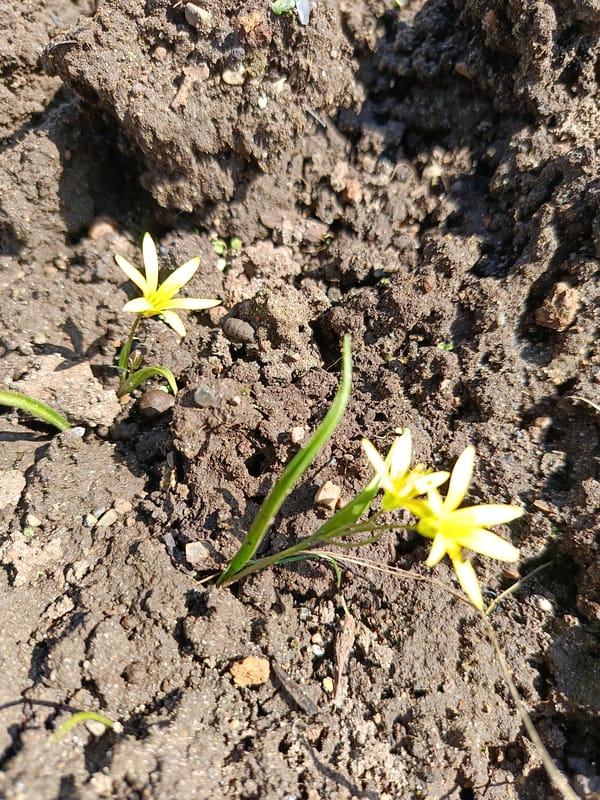 Spring wildflowers bloom in Chaikovsky, Russia
