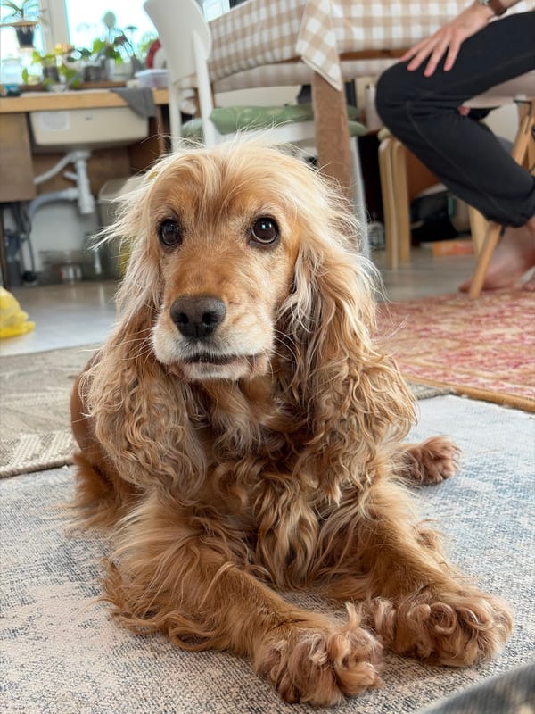 Cocker Spaniel rests on rug, poses for camera