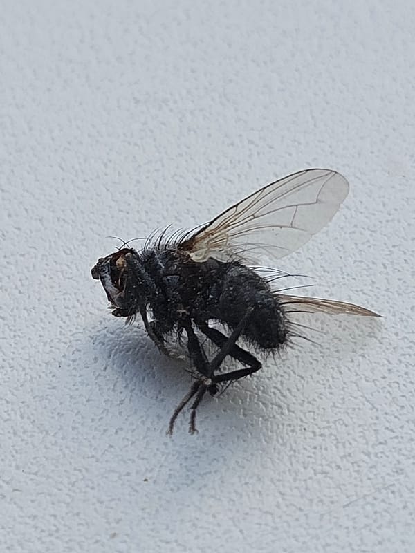 Dead fly on textured surface in Ulyanovsk