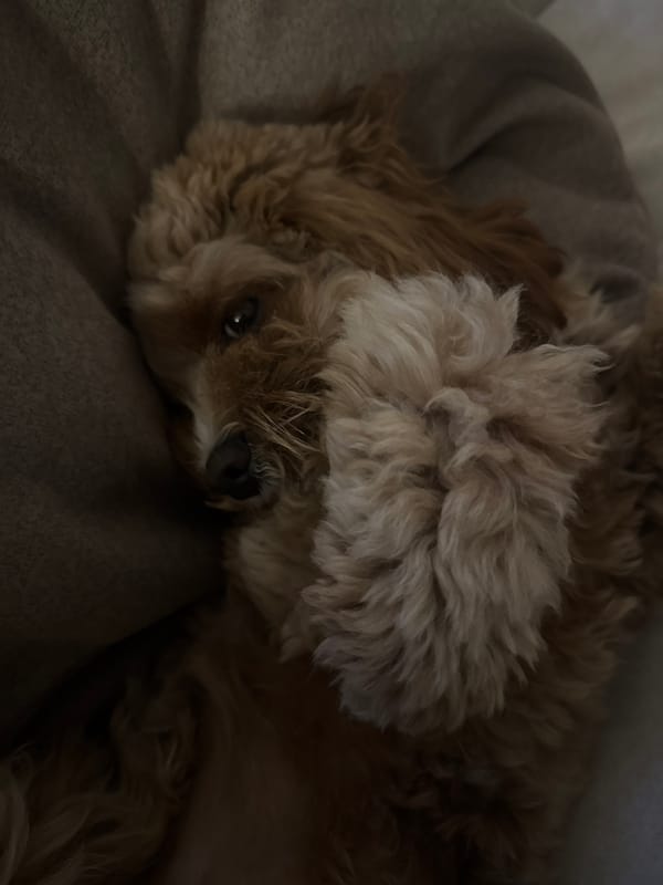 Dog relaxes on couch in Burgas, Bulgaria
