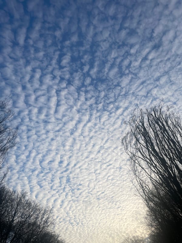Berlin witness captures rippled altocumulus clouds through tree branches