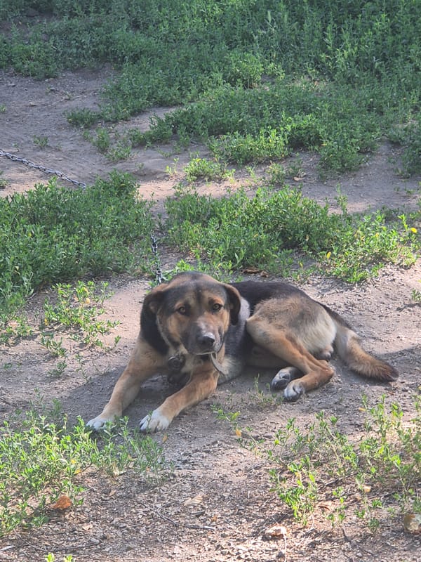 Quiet summer afternoon in a small Ukrainian village