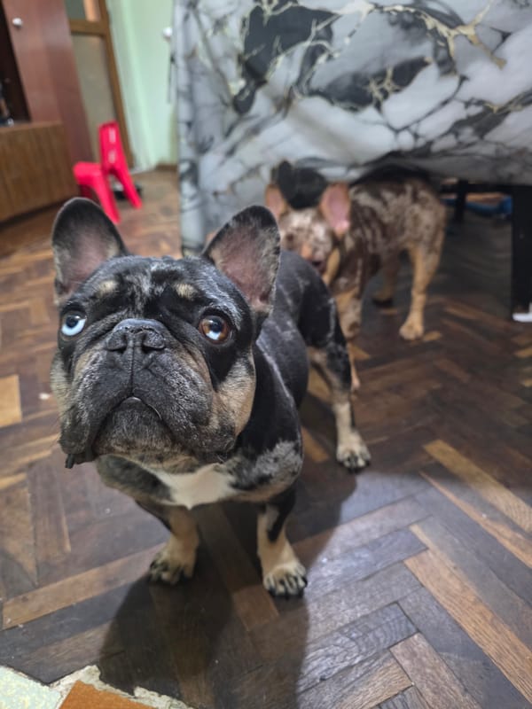 Two French Bulldogs spotted on wooden floor in Bulgaria