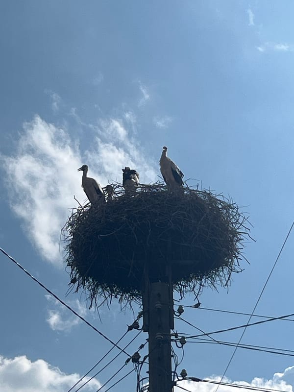 Stork nest crowns a utility pole in Bansko, Bulgaria.