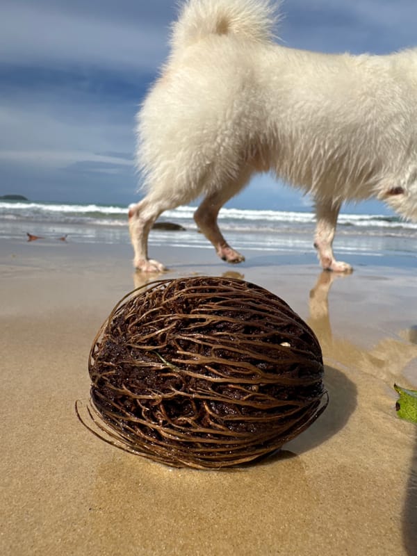 Dogs and beach finds on a cloudy morning at Karon