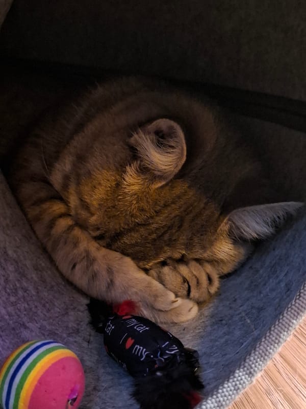 Early morning cat life in Zemun apartment