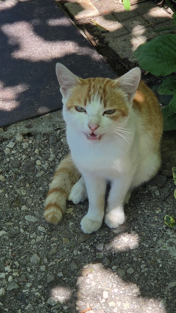 Cats, bookshelves, and a quiet morning in Bania, Bulgaria