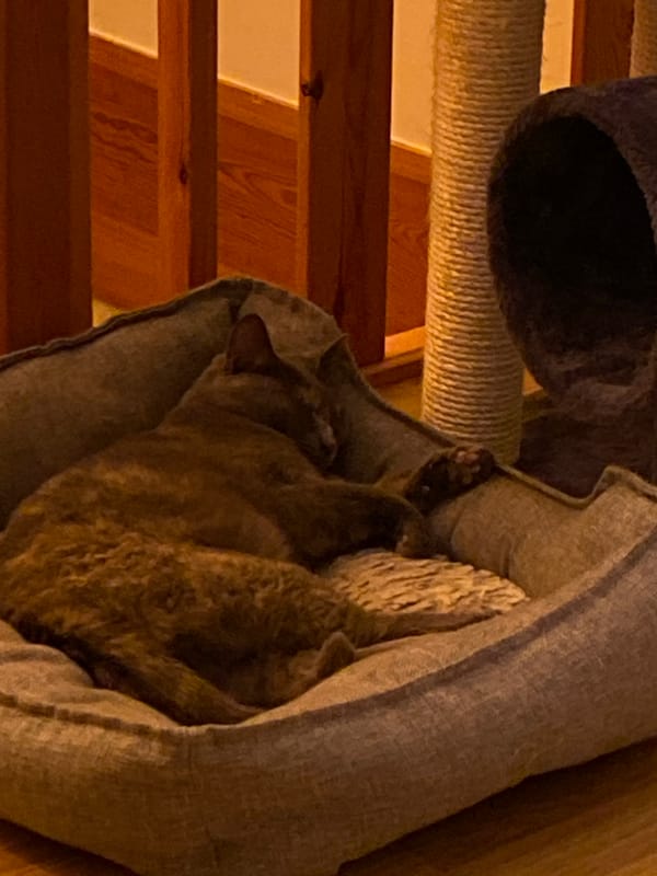 Tabby cat sleeps peacefully in pet bed, Björklinge Sweden