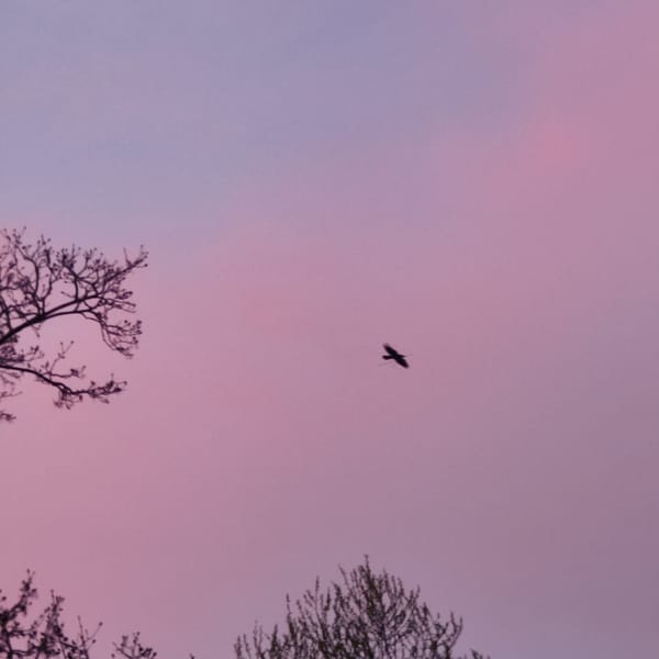 Cats photographed in various settings around Hrodna, Belarus