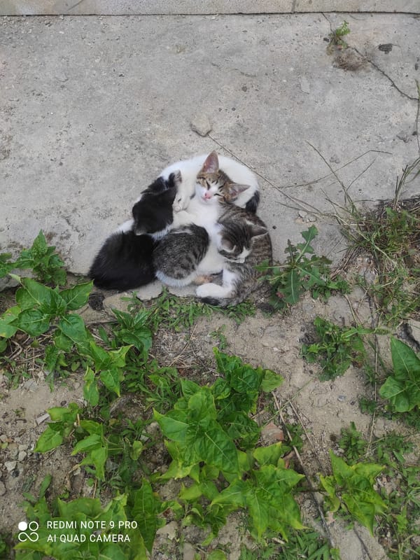 Mother cat tends kittens in Baku streets, daily life observed