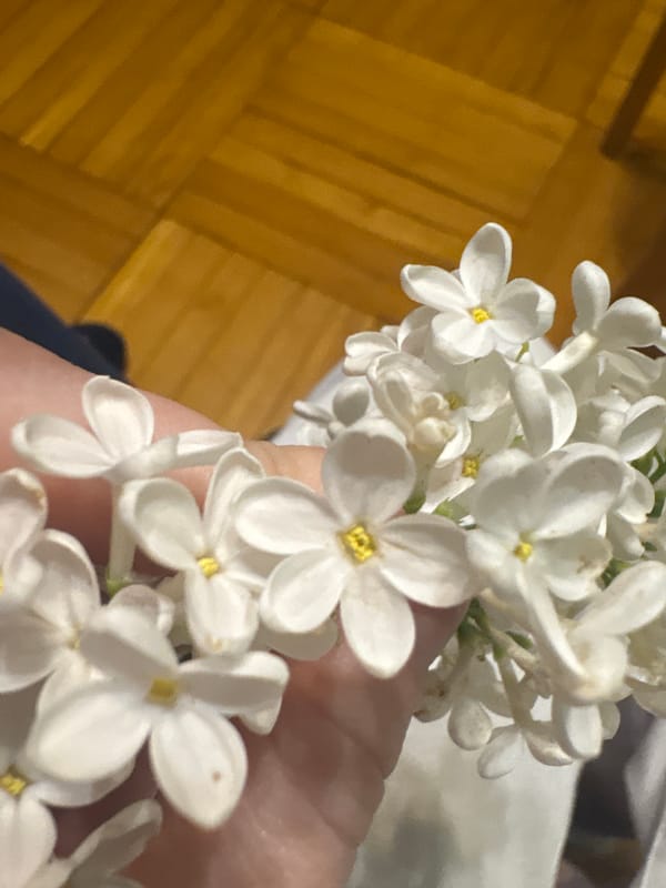 White lilac flowers held indoors in Sinyavino, Russia