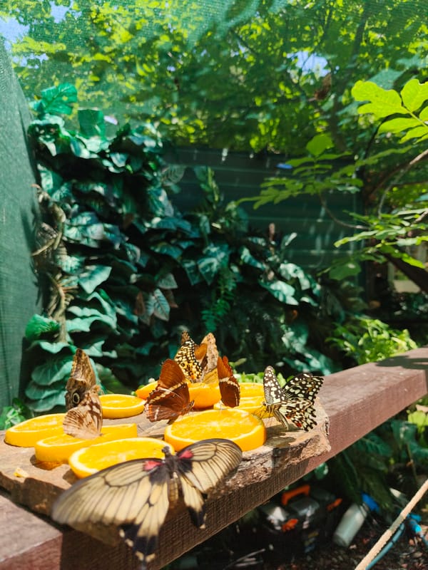 Butterflies feed on orange slices inside a Chișinău enclosure
