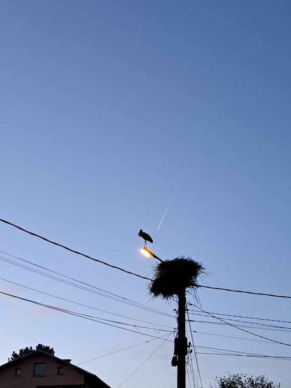 Evening life in Bulgarian village: stork nesting, dog walking