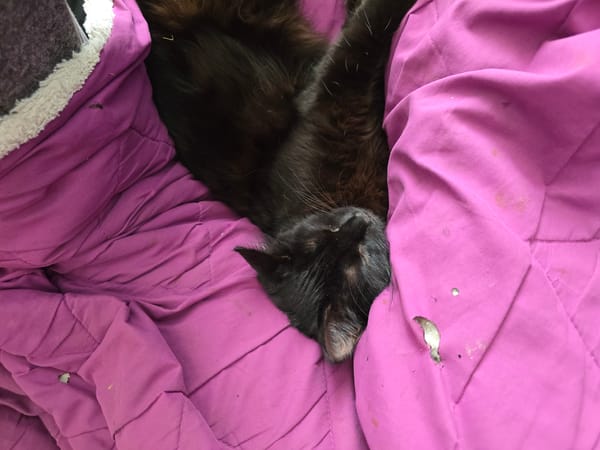 Black cat naps and lounges on a pink blanket at home