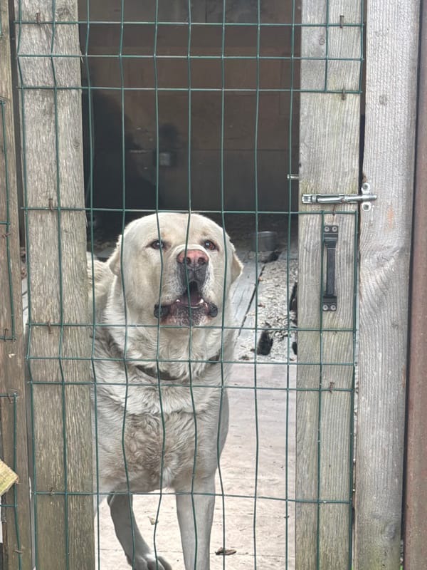 Dog in an enclosure, person on steps — quiet afternoon in Tkhubyn