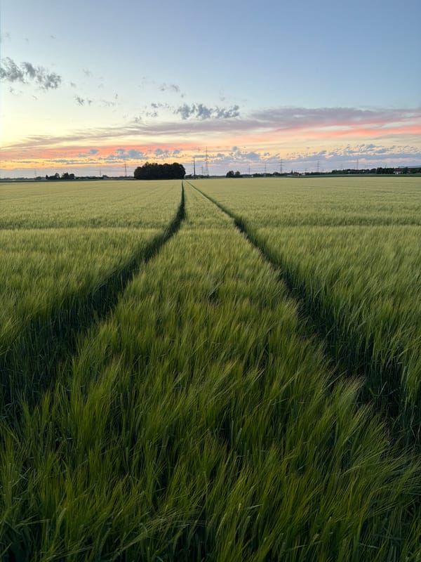 Evening agricultural scenes across Poing and Pliening fields