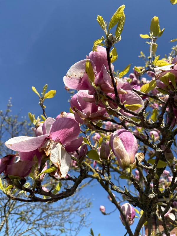Spring magnolia blooms captured alongside casual street scene in Great Yarmouth
