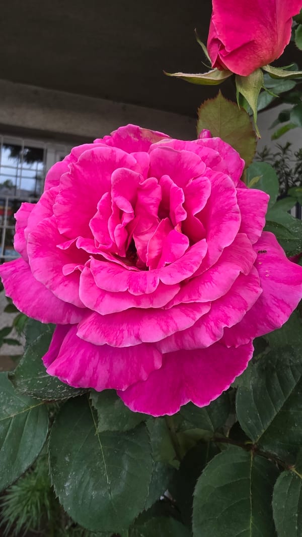 Pink roses bloom in Blagoevgrad garden, Bulgaria