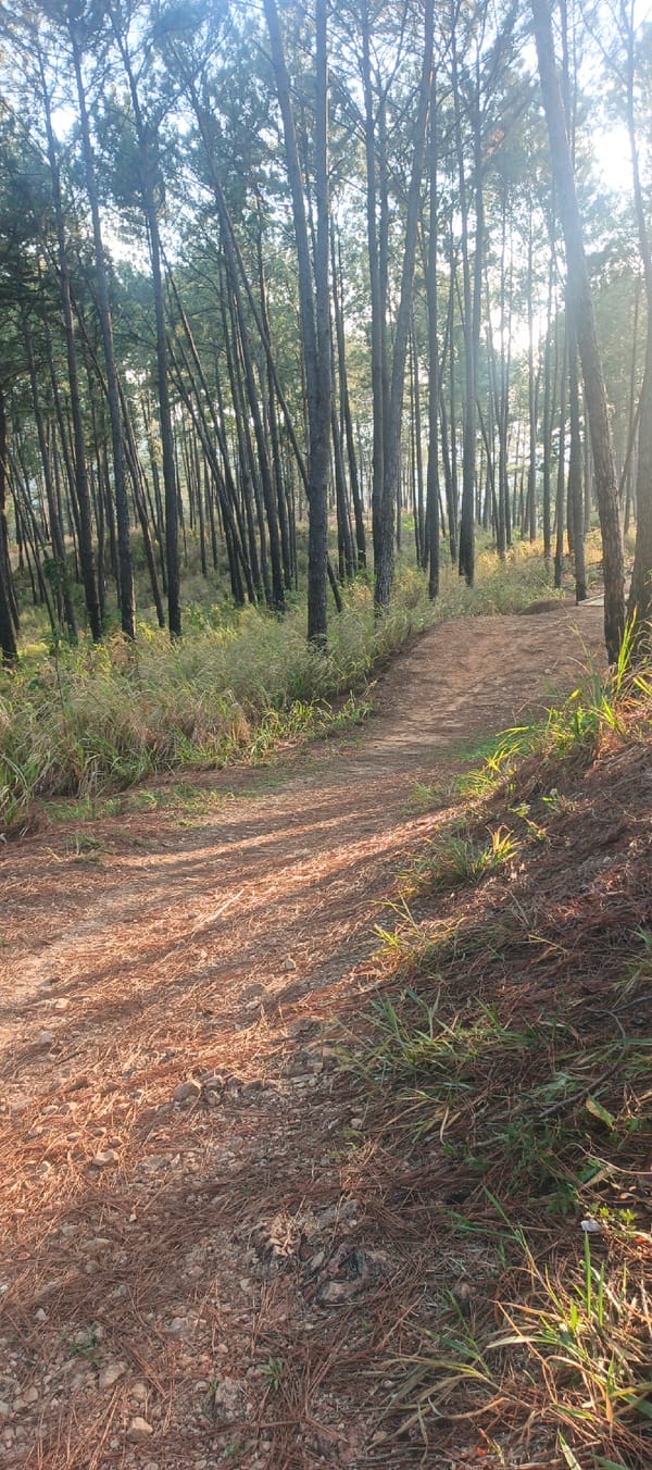 Evening forest hike documented in Naguanagua, Venezuela