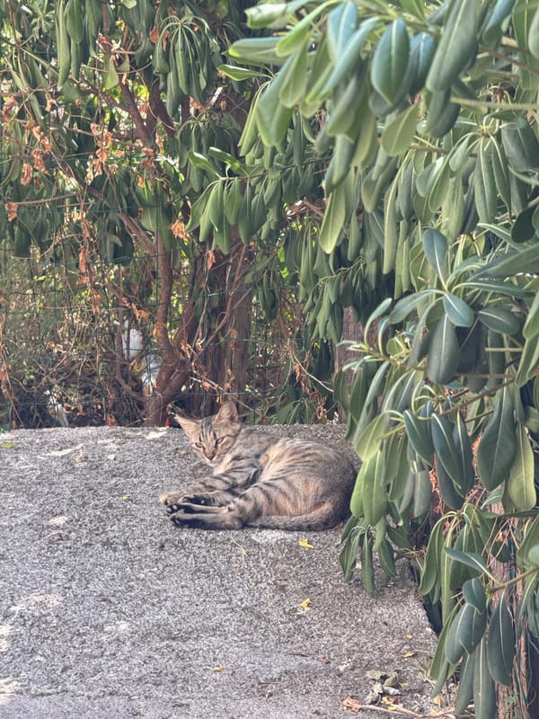 Everyday Budva: cats, buildings, and hillside views on a summer morning