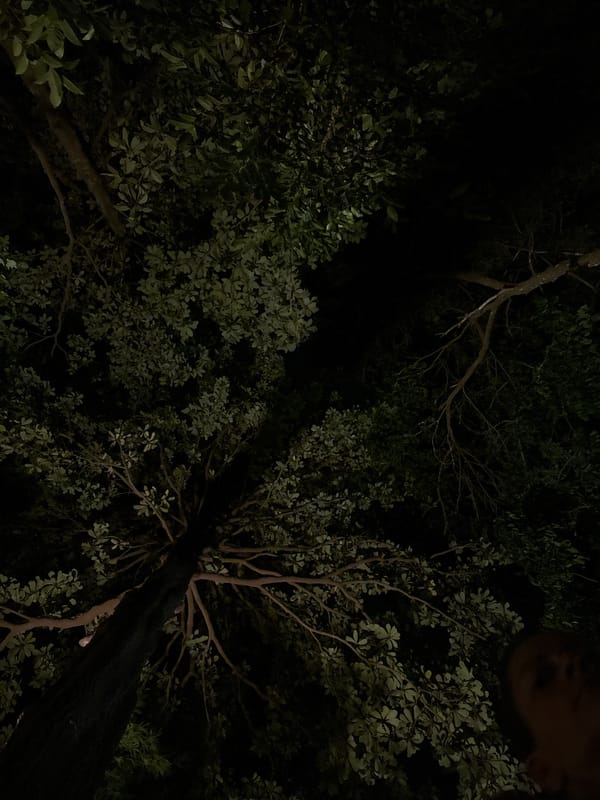 Nighttime tree canopy photographs captured in Koh Phangan, Thailand
