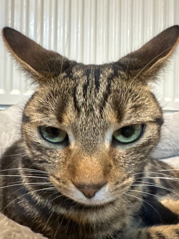 Cats photographed playing with cardboard boxes in Desborough home