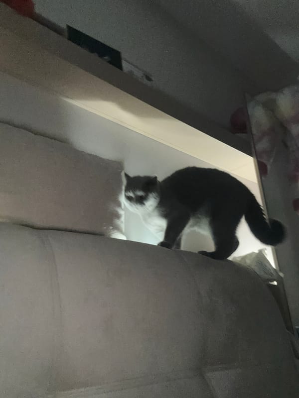 Grey British Shorthair at home in Ruse, Bulgaria