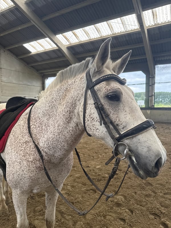 Horses observed in Belgian stable during afternoon care routine